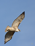 Red tailed Hawk 4967